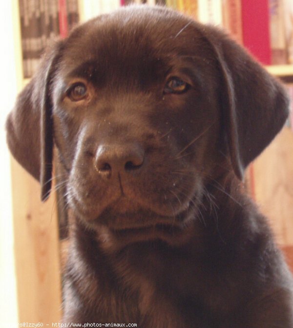 Photo de Labrador retriever