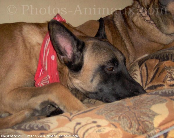 Photo de Berger belge malinois