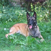 Photo de Berger belge malinois