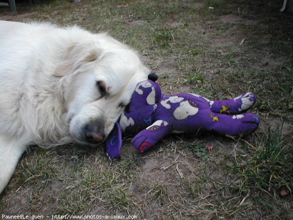 Photo de Golden retriever