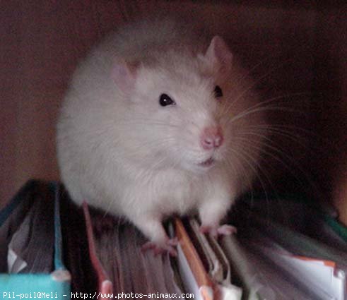 Photo de Rat