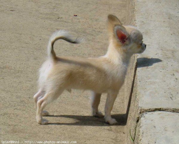 Photo de Chihuahua  poil court