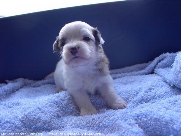 Photo de Coton de tulear