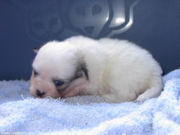 Photo de Coton de tulear