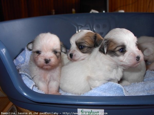 Photo de Coton de tulear