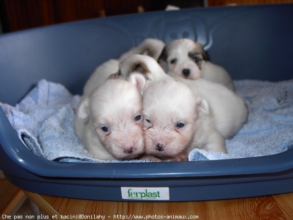 Photo de Coton de tulear