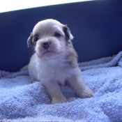 Photo de Coton de tulear