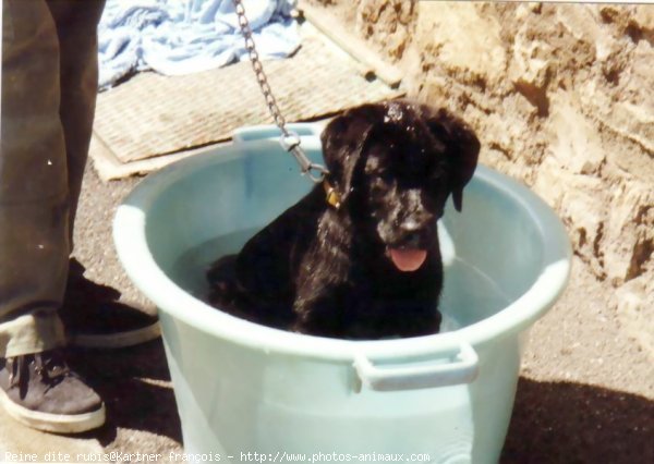 Photo de Labrador retriever