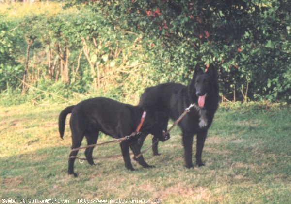 Photo de Races diffrentes