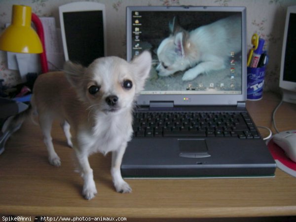 Photo de Chihuahua  poil court