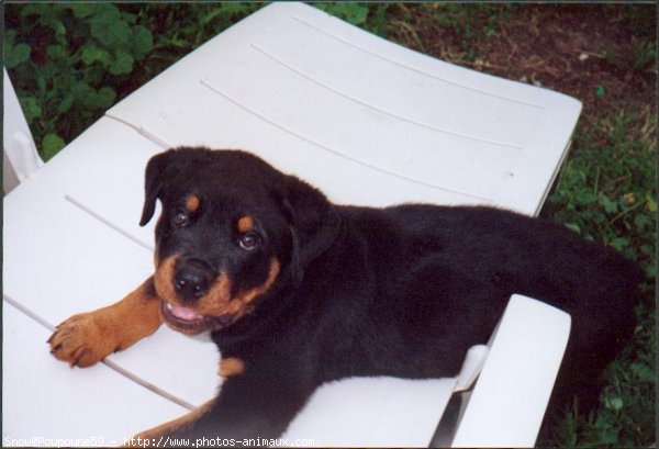 Photo de Rottweiler