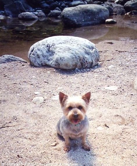 Photo de Yorkshire terrier