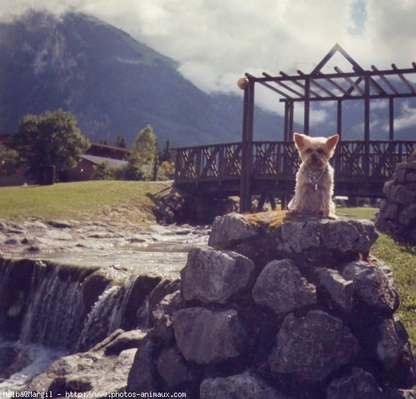 Photo de Yorkshire terrier