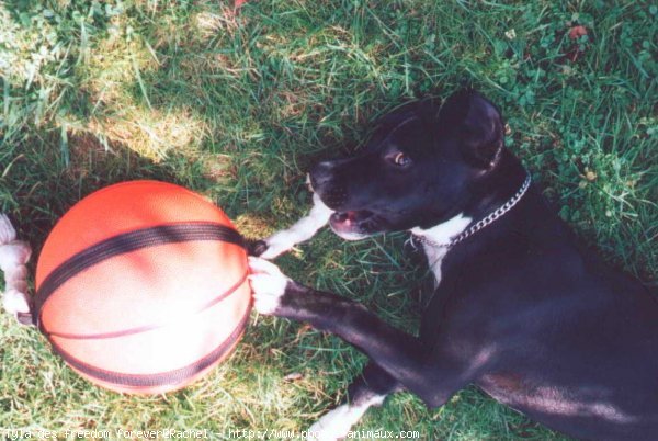 Photo d'American staffordshire terrier