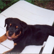 Photo de Rottweiler