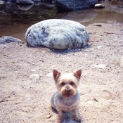 Photo de Yorkshire terrier