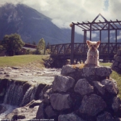 Photo de Yorkshire terrier