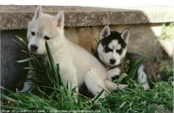 Photo de Husky siberien