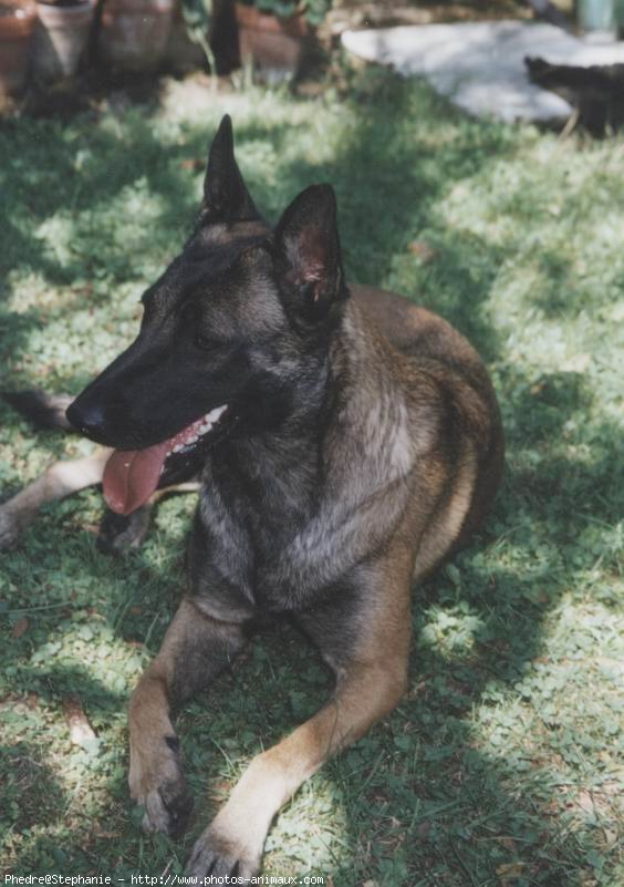 Photo de Berger belge malinois