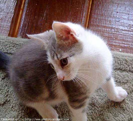 Photo d'American shorthair