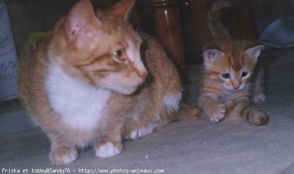 Photo de Chat domestique