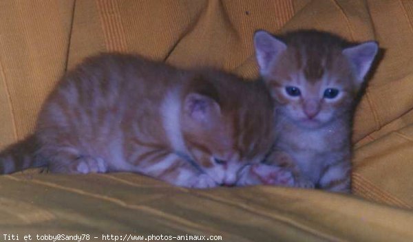 Photo de Chat domestique