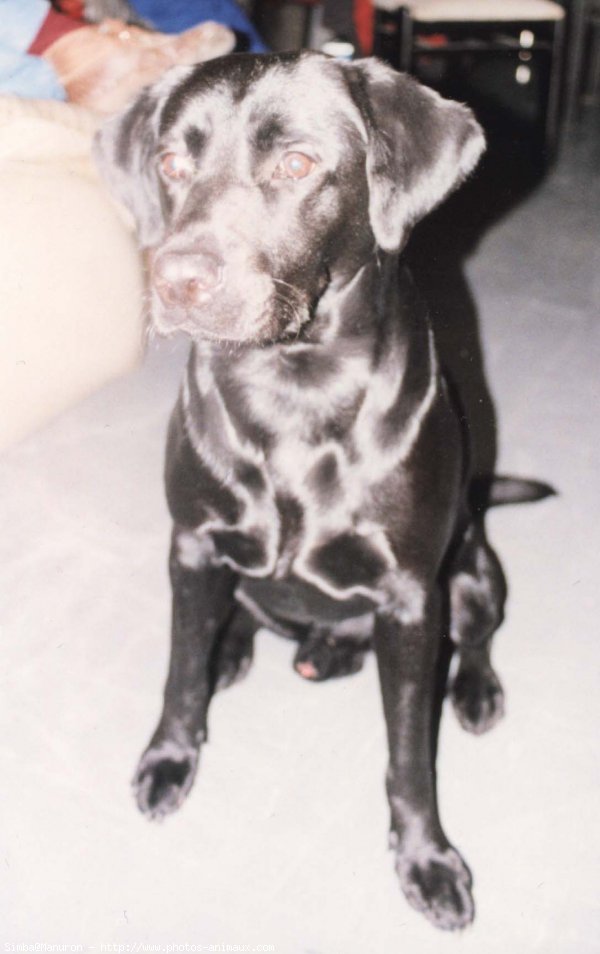 Photo de Labrador retriever