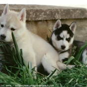 Photo de Husky siberien