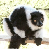 Photo de Lmurien - maki vari noir et blanc