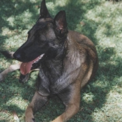 Photo de Berger belge malinois