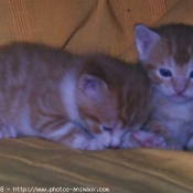 Photo de Chat domestique