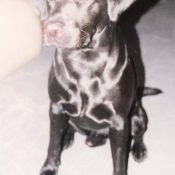 Photo de Labrador retriever