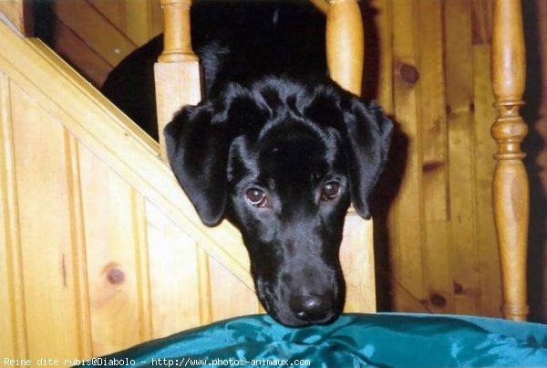 Photo de Labrador retriever