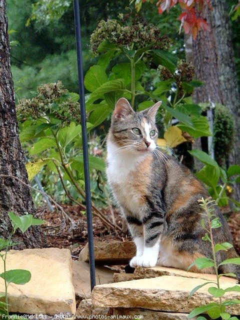 Photo d'American shorthair