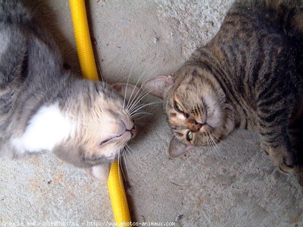 Photo d'American shorthair