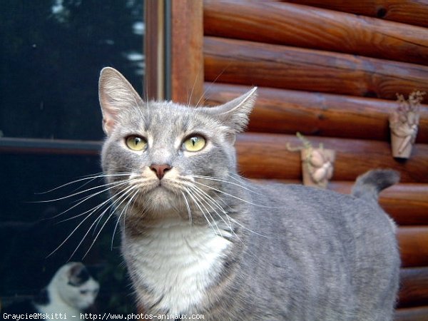 Photo d'American shorthair