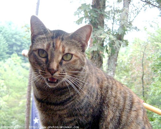 Photo d'American shorthair