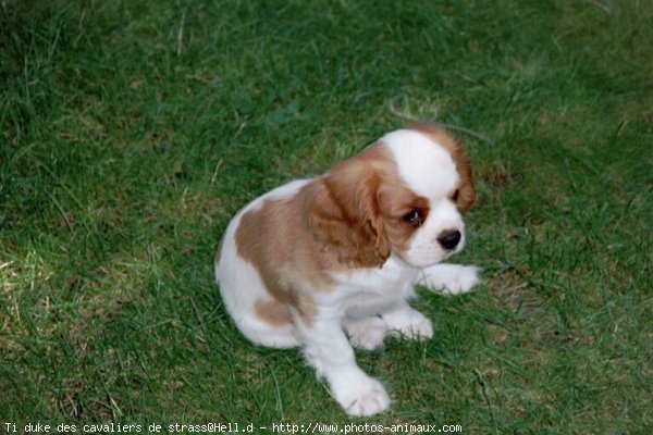 Photo de Cavalier king charles spaniel