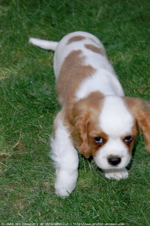 Photo de Cavalier king charles spaniel