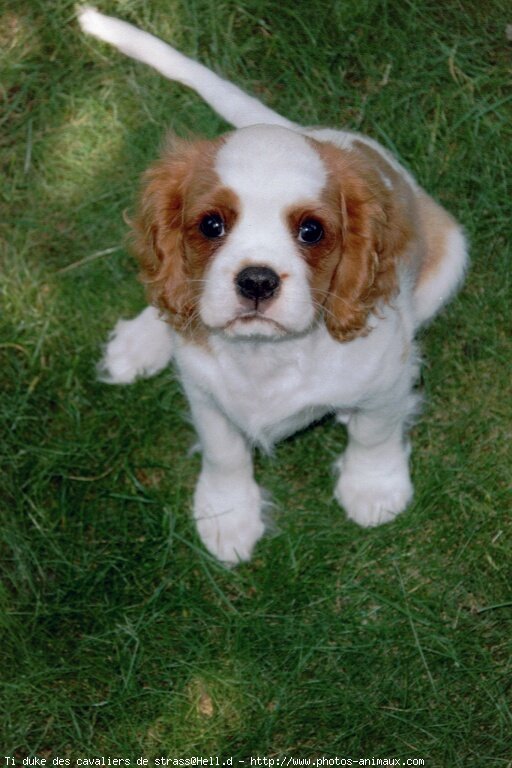 Photo de Cavalier king charles spaniel