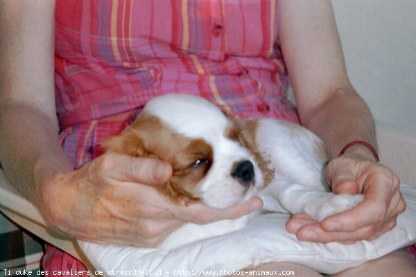 Photo de Cavalier king charles spaniel