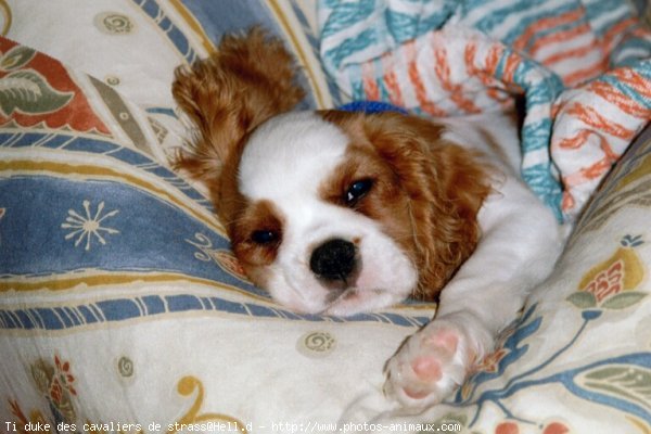 Photo de Cavalier king charles spaniel