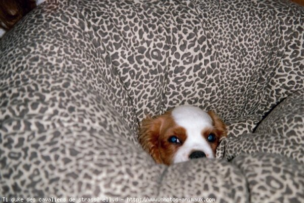 Photo de Cavalier king charles spaniel