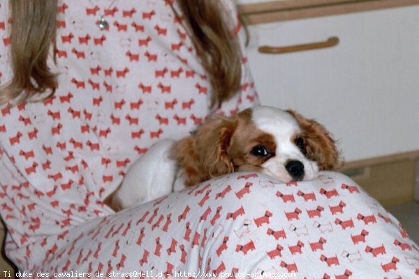 Photo de Cavalier king charles spaniel