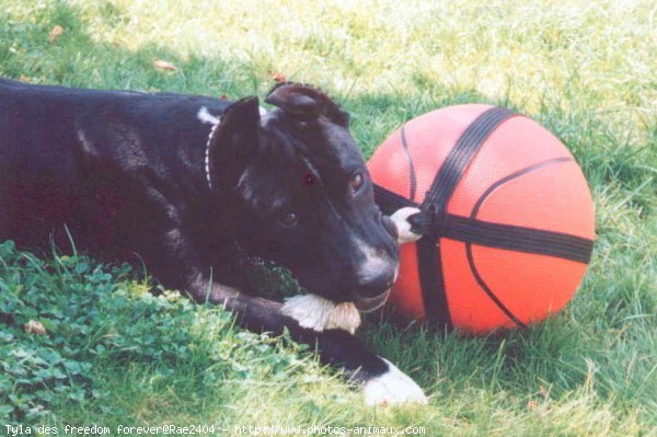 Photo d'American staffordshire terrier