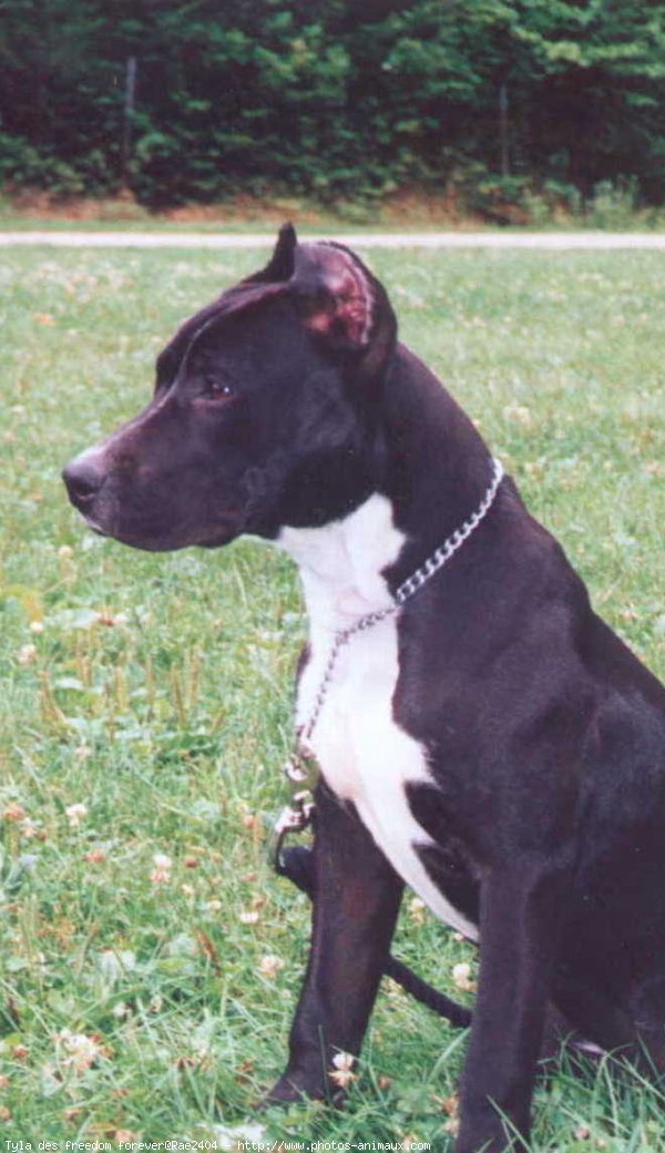 Photo d'American staffordshire terrier