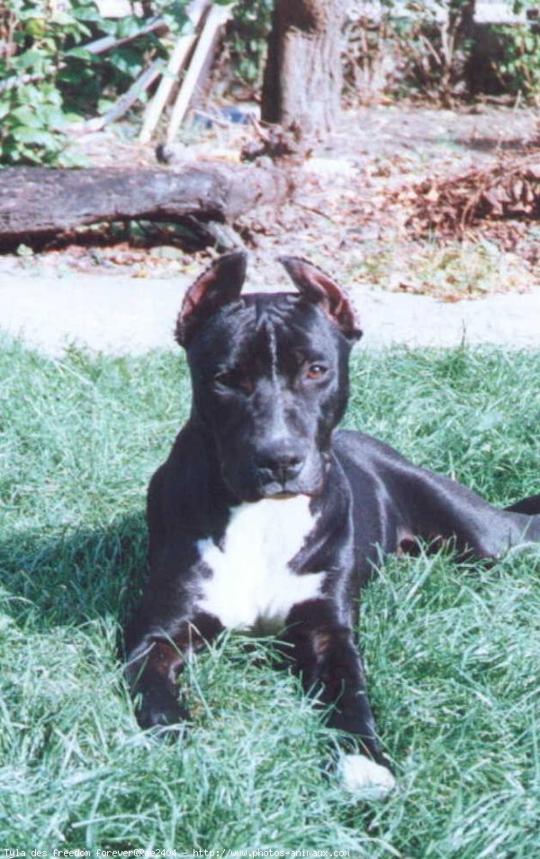 Photo d'American staffordshire terrier