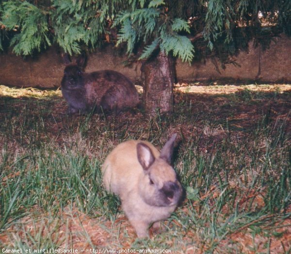 Photo de Lapin