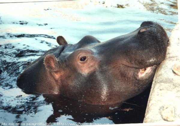 Photo de Hippopotame