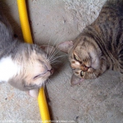 Photo d'American shorthair